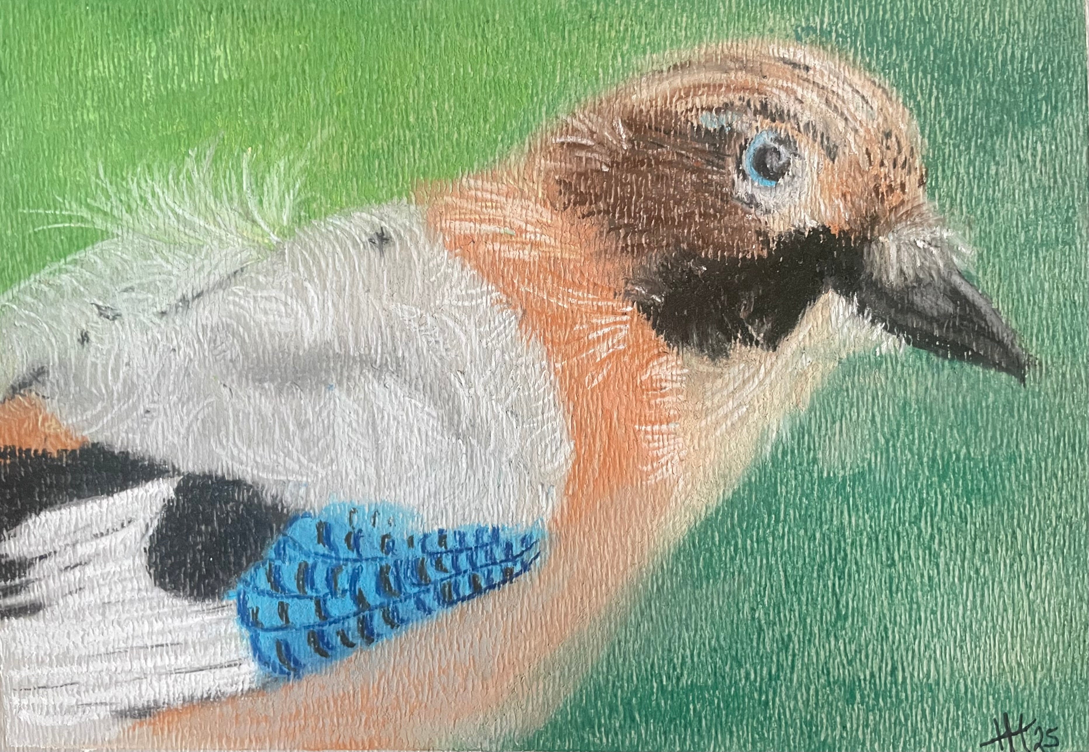 Eichelhäher - Motiv 1